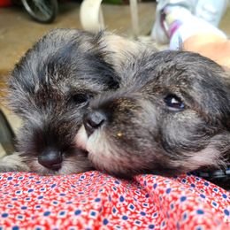 Miniature Schnauzer Puppies from SkyHigh Kennels