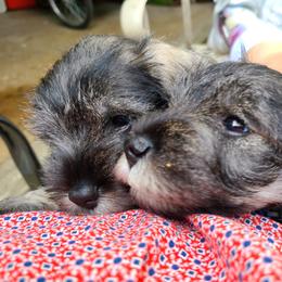 Miniature Schnauzer Puppies from SkyHigh Kennels
