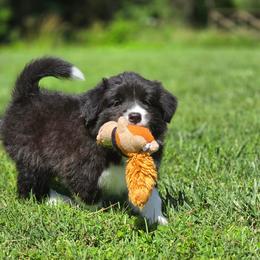 Stretch - Black and white male Border Collie puppy in Olney, Illinois from Heronwood Border Collies