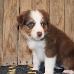 Joy - Red tri-color female Australian Shepherd puppy in San Tan Valley, Arizona from Mott Ranch - Blazin' Sun Aussies