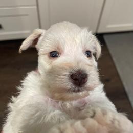 Marcus - Wheaten male Miniature Schnauzer puppy in Interlachen, Florida from Pam's Schnauzers