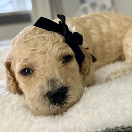 Miss Black Collar - Cream female Poodle puppy in Screven, Georgia from Dreamland Standard Poodles