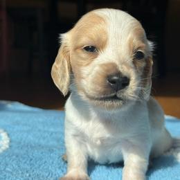 Extreme piebald - Piebald male Dachshund puppy in Honolulu, Hawaii from A&A Mini Dachshunds