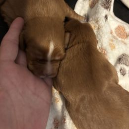 Cavalier King Charles Spaniel Puppies from Family first cavaliers