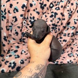 Seraphina - Black female Xoloitzcuintli puppy in Manitowoc, Wisconsin from Wonderland Kennel