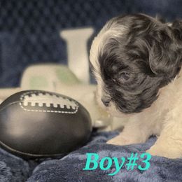 Boy 3 - Black and white male Shihpoo puppy in Eldon, Missouri from B&B Designer Shihpoo’s