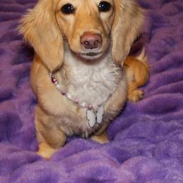 Emmy - Dachshund