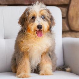 Ruth (socialization program grad) - Blue merle female Bernedoodle puppy in Dundee, Ohio from Down Home Doodle