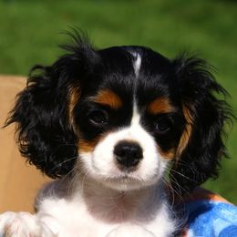 Cavalier King Charles Spaniel Puppies from LynWood Cavaliers