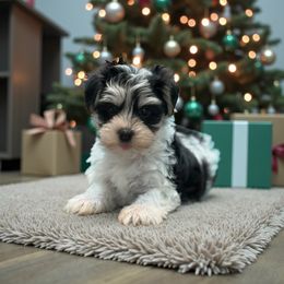 Rudolph - Black & tan tri-color male Morkie puppy in Oakland, Kentucky from Imperial Dogs