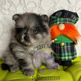 AKC BAJA BLAST - Blue merle male Pomeranian puppy in Watkins Glen, New York from Wicked Spirits Pomeranians