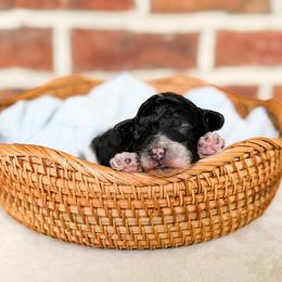 Legend - Parti male Poodle puppy in Graham, North Carolina from Cyndi’s Poodles