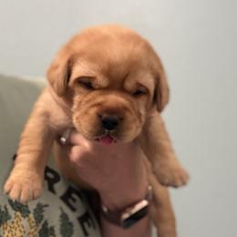 Liberty - Yellow female Labrador Retriever puppy in Cantonment, Florida from Deep South Labrador Retrievers LLC