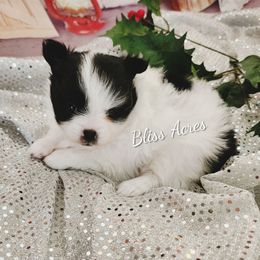 Penny - Black parti female Pomeranian puppy in Ponca City, Oklahoma from Bliss Acres Farm