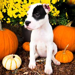Girl 1 Grace O'Malley - White female Dogo Argentino puppy in San Diego, California from Debonair Dogos