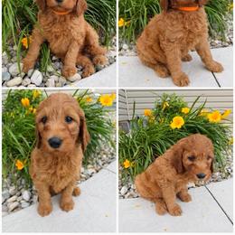 Orange - Apricot female Goldendoodle puppy in Rockford, Ohio from 419 Goldendoodles