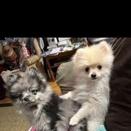 Pomeranian Puppies from Highlander Pomeranians