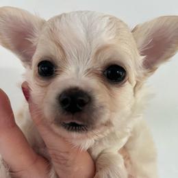 Cooper - Cream and white male Chihuahua puppy in Coweta, Oklahoma from Green Country Chihuahuas