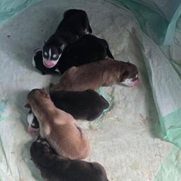 Hope - Black and white female Pomsky puppy in Coatesville, Pennsylvania from Peaceful Pomskys