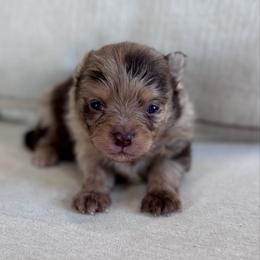 Miso - Chocolate merle male Pomeranian puppy in Canandaigua, New York from Fingerlakes Pomeranians