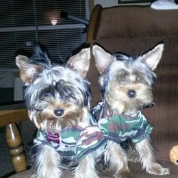 Yorkshire Terrier All Grown Up from New Yorkie City