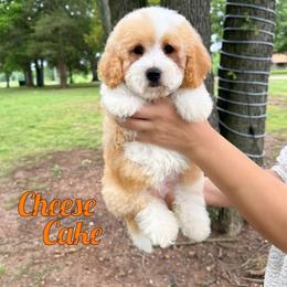 Cheesecake - Red male Bernedoodle puppy in Mount Vernon, Missouri from PoodlelyDoodlely