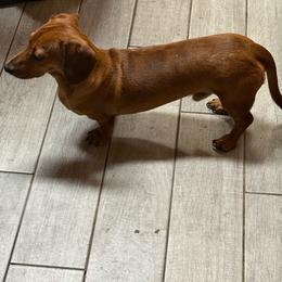 Red - Dapple male Dachshund puppy in Rome, Georgia from Jade’s Dachshunds