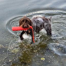 Rogue - Wirehaired Pointing Griffon