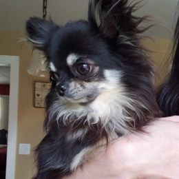 Otis - Chihuahua