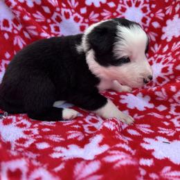 Girl 1 - Black and white female Border Collie puppy in Michie, Tennessee from Rivendell Border Collies