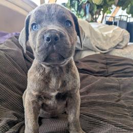 Light blue collar: Moss - Gray male Cane Corso puppy in Franktown, Colorado from Earth and Ship Cane Corso