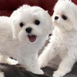 Biewer Terriers and Maltese from Biewer & Maltese Puppies