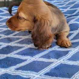 Boy 5 - Red male Dachshund puppy in Klamath Falls, Oregon from Luvindoxys4u
