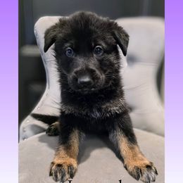 Lavender - Bi-color female German Shepherd puppy in Maricopa, Arizona from Royalty German Shepherds