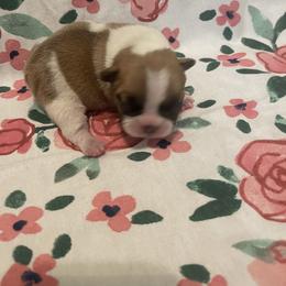 Girl 3 - White and fawn French Bulldog puppy in Olive Branch, Mississippi from Letitia's French Bulldogs