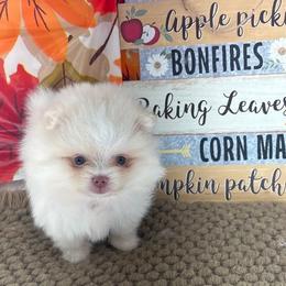 AKC June - Teddy bear - Cream female Pomeranian puppy in Byron, Georgia from Tracys Pom Palace