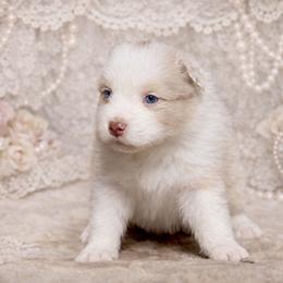Snoopy - Red merle female Australian Shepherd puppy in Star City, Arkansas from Blush & Lace Aussie Co.