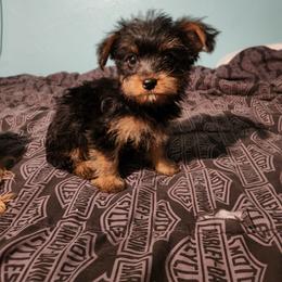 Grace - Black and tan female Yorkshire Terrier puppy in Chickasha, Oklahoma from SISSYS YORKIES