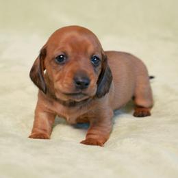 Masha - Red female Dachshund puppy in Meridian, Idaho from Lucy’s Dachshund Home