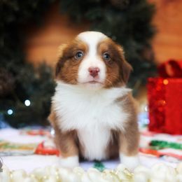Esme - Red tri-color female Miniature American Shepherd puppy in Battle Ground, Washington from Casita Miniature American Shepherds