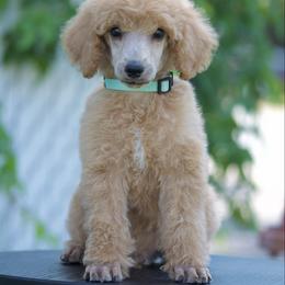Ranch - Apricot male Poodle puppy in Orem, Utah from First Class Poodles
