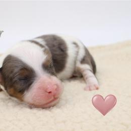 Prancer - Blue merle female Aussiedoodle puppy in Foxworth, Mississippi from Ten Mile Aussies