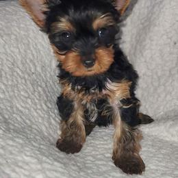 SB yellow girl - Blue and gold female Yorkshire Terrier puppy in Alburnett, Iowa from Hobbs Shire Yorkies