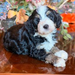 Sandie - Tri-color female Bernedoodle puppy in Royse City, Texas from Platinum Bernedoodles of Texas