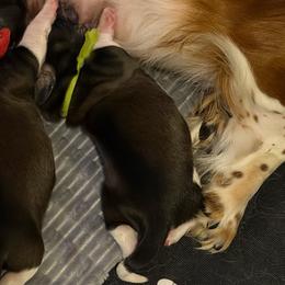 Green collar - Piebald male Dachshund puppy in Jacksonville, Florida from Little Lords & Ladies Dachshunds