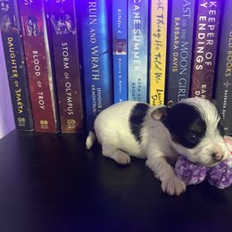 Mustache - Parti Yorkshire Terrier puppy in Catawba, North Carolina from Gamora’s Galactic Paw Pals