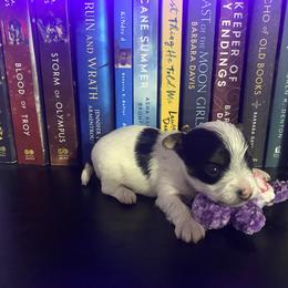 Mustache - Parti Yorkshire Terrier puppy in Catawba, North Carolina from Gamora’s Galactic Paw Pals