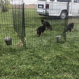 German Shepherd Puppies from Jimeni GSD
