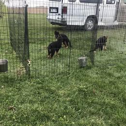 German Shepherd Puppies from Jimeni GSD