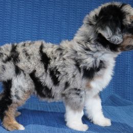 Aussiedoodle Puppies from Vesbach Doodle Valley Farm